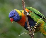 Rainbow Lorikeet 9Y209D-178